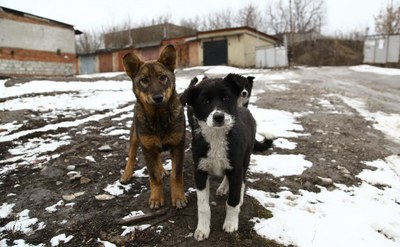 «…И зверье, как братьев наших меньших, никогда не бил по голове…»