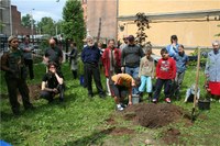 "Древо Арескина - скверу Спегальского": акция в сквере на углу Съезжинской и Благоева