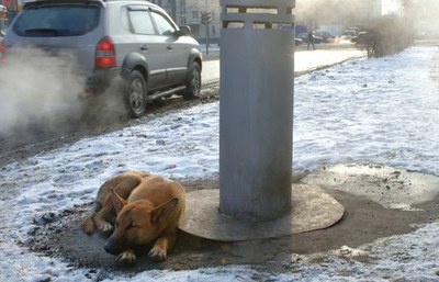 Ветеринарная скорая помощь