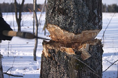 ЗакС одобрил неограниченную вырубку городских лесов 